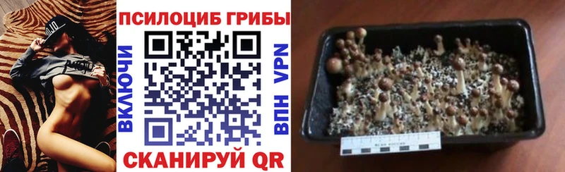 Галлюциногенные грибы Psilocybine cubensis  Катав-Ивановск 